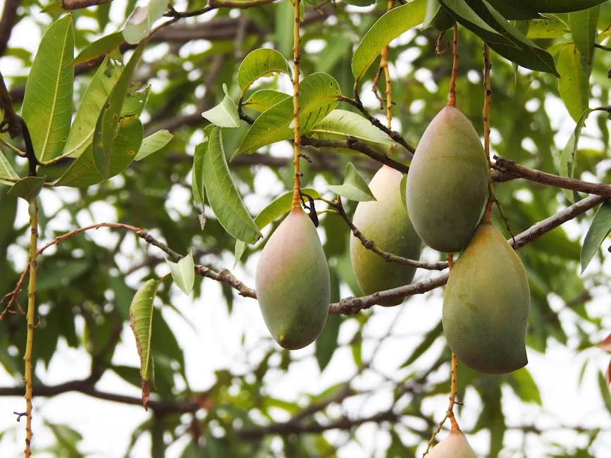 African Mango Seed ingredient