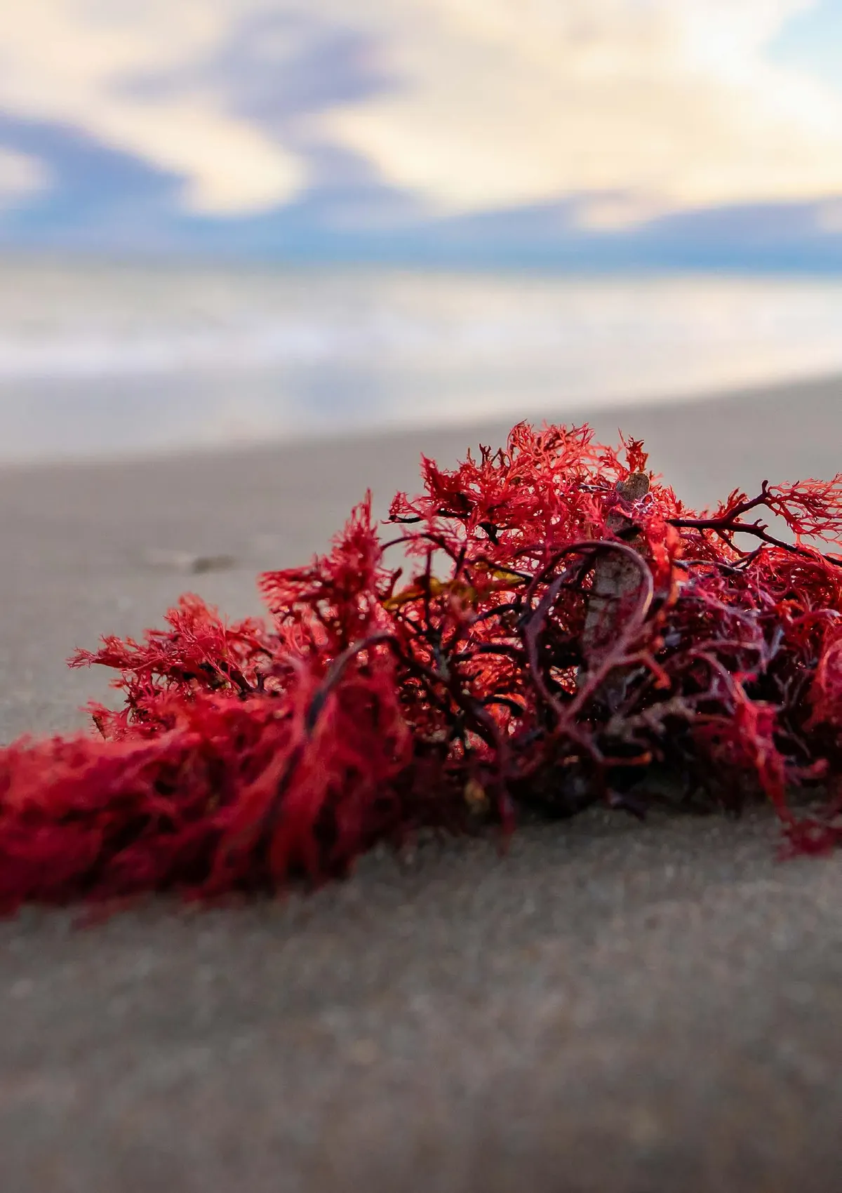 Astaxanthin ingredient