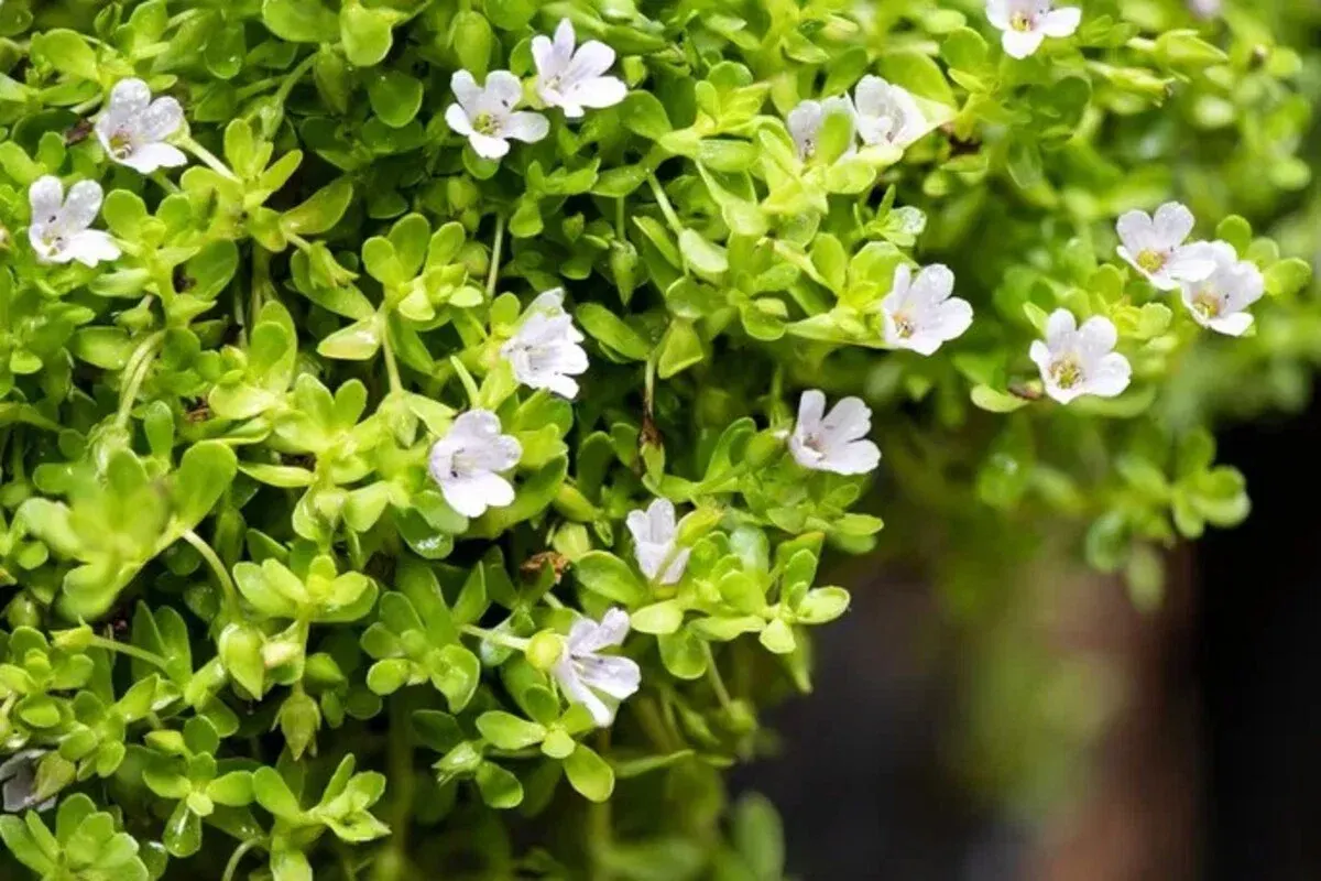 Bacopa Monnieri ingredient