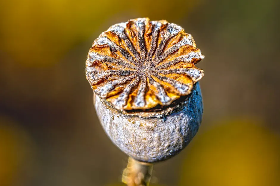 California Poppy Seed ingredient