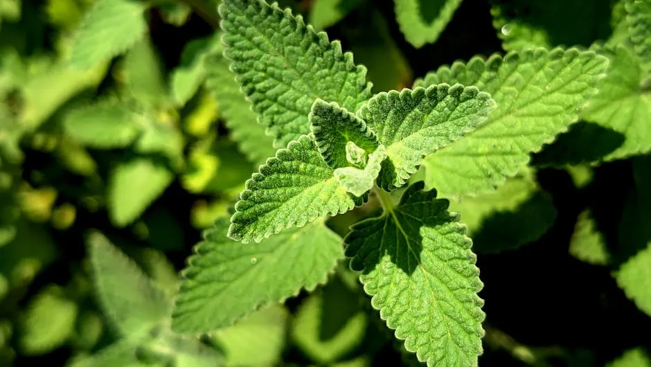 Chlorella ingredient