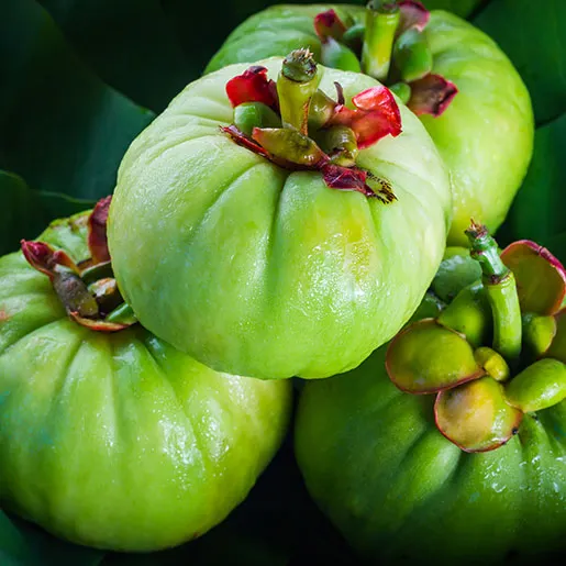 Garcinia Cambogia ingredient