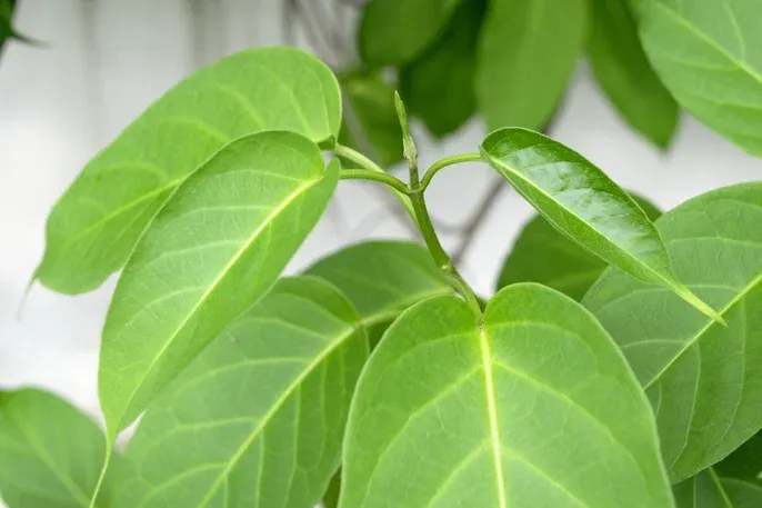 Gymnema Sylvestre ingredient