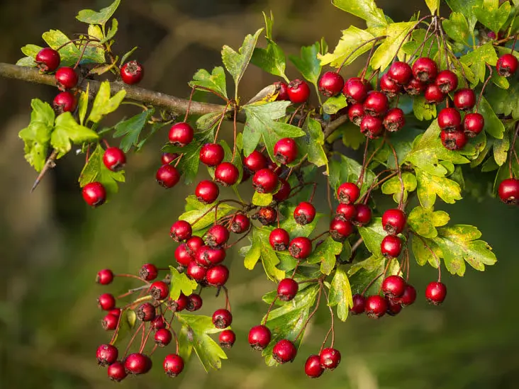 Hаwthоrп Bеrry ingredient