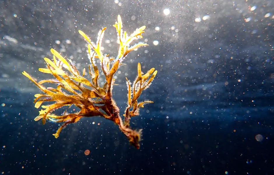 Kelp ingredient