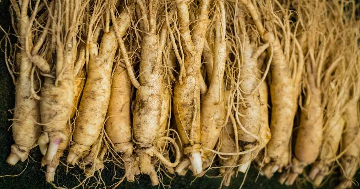 Panax Ginseng ingredient