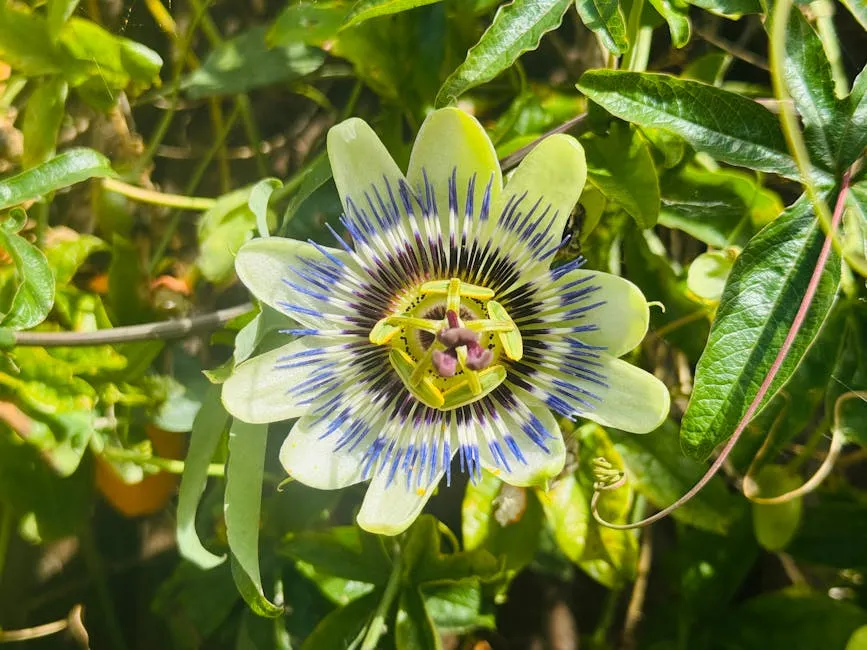 Passionflower ingredient