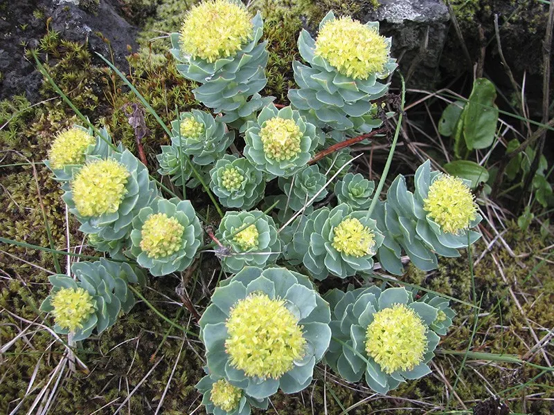 Rhodiola Rosea ingredient