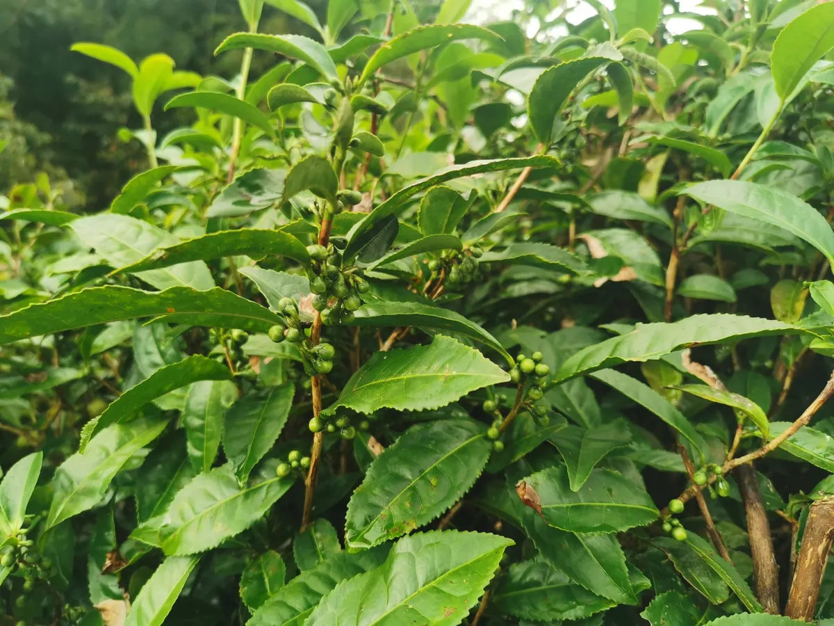 Theacrine ingredient