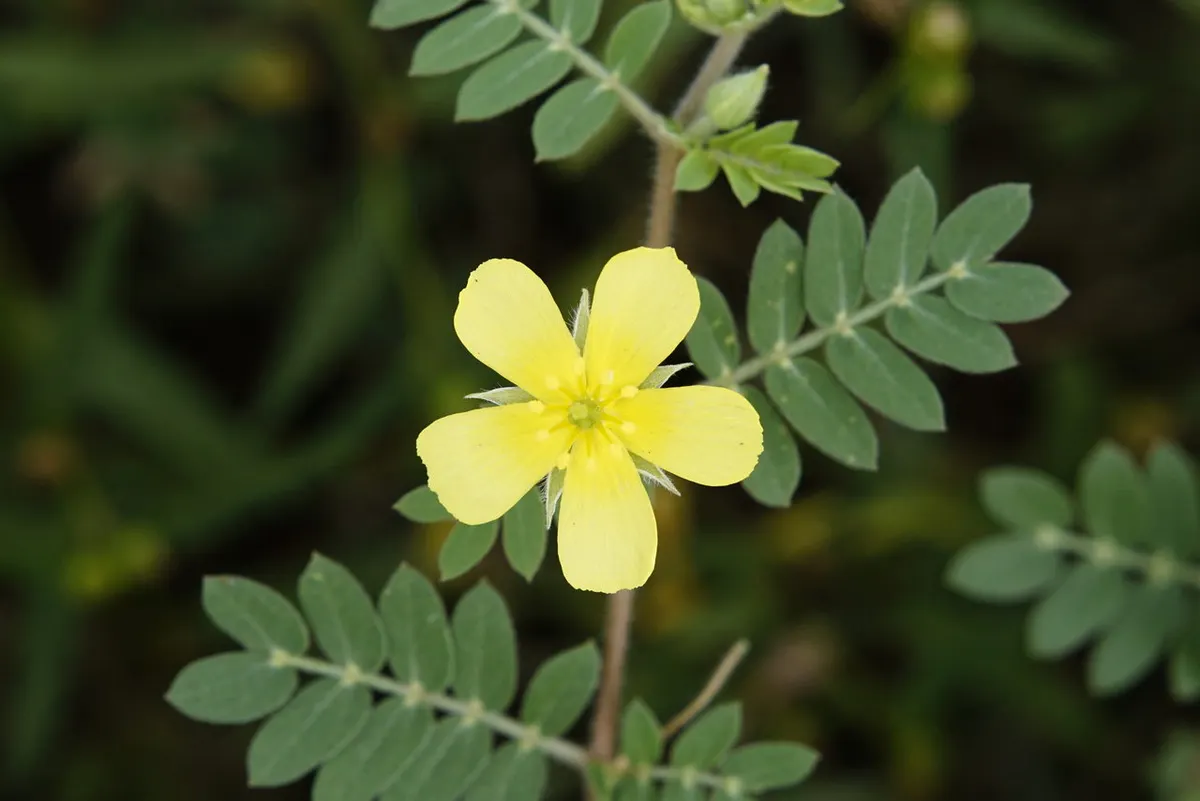 Trіbulus Tеrrеstrіs ingredient