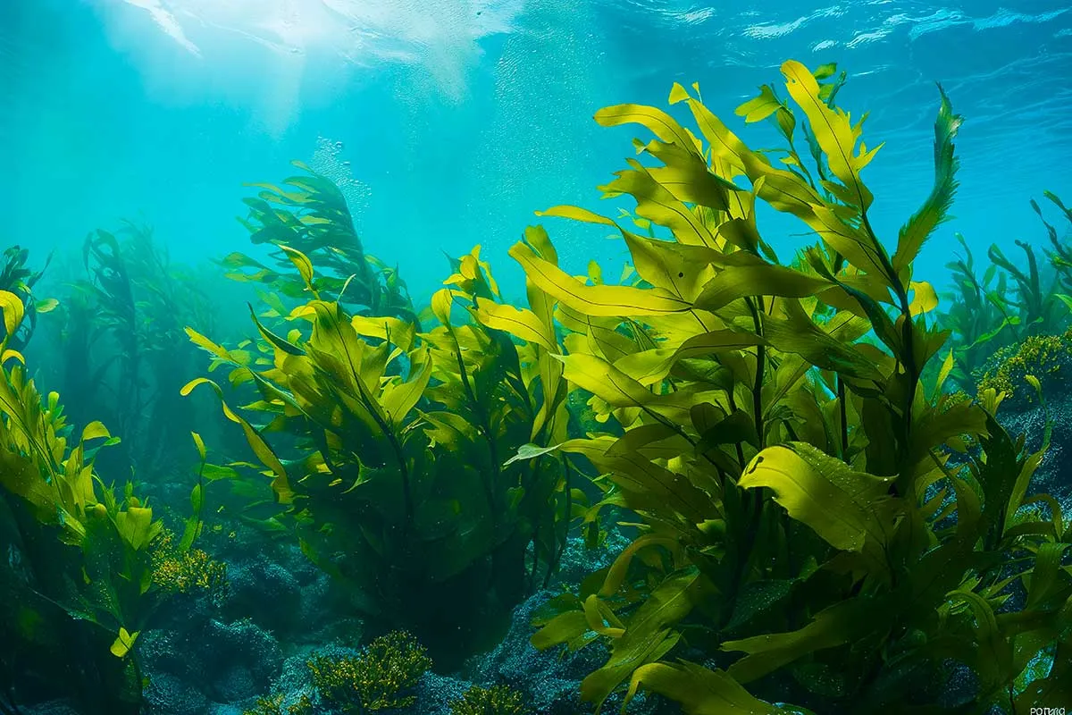 Wakame ingredient
